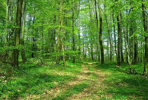 Sunčanim šumama dodijeljena nagrada Zlatna bilanca - Gospodarstvo - Elatus