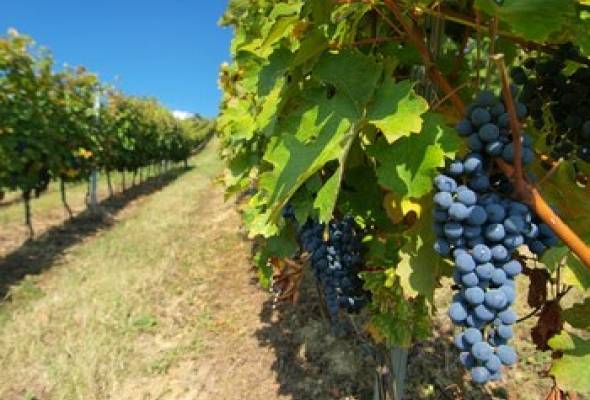 Do 15. srpnja otvoren javni poziv za sufinanciranje rada regionalnih organizacija vinara i vinogradara od 2021. do 2023. godine - Gospodarstvo - Elatus