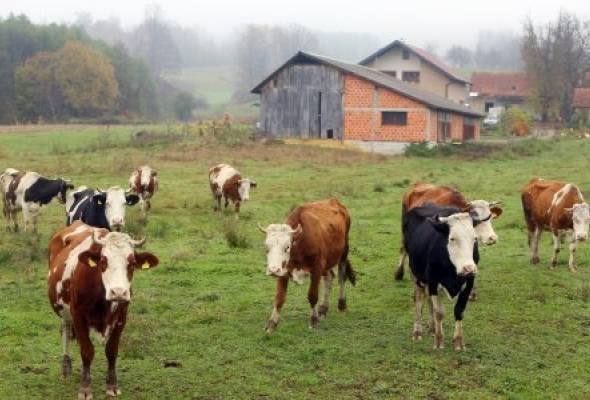 Ministarstvo poljoprivrede: 37 milijuna kuna za nastavak pomoći stočarima i peradarima - Gospodarstvo - Elatus