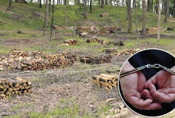 Na širem području Đakova posjekao i ukrao više stabala raznog drveta - Vijesti - Elatus