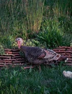 Na području Brodsko-posavske županije utvrđena ptičja gripa - Gospodarstvo - Elatus