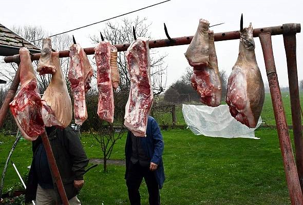 Od danas dozvoljena svinjokolja - Vijesti - Elatus