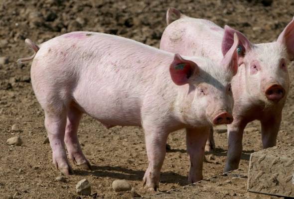 Više sredstava za potpore proizvođačima svinja većih klaoničkih težina - Vijesti - Elatus