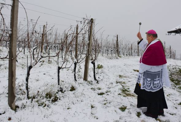 Blagoslov vinograda u Trnavi - Vijesti - Elatus