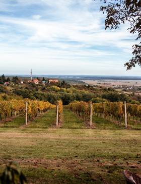 Trnava: Zlatni WINEEND - Gospodarstvo - Elatus