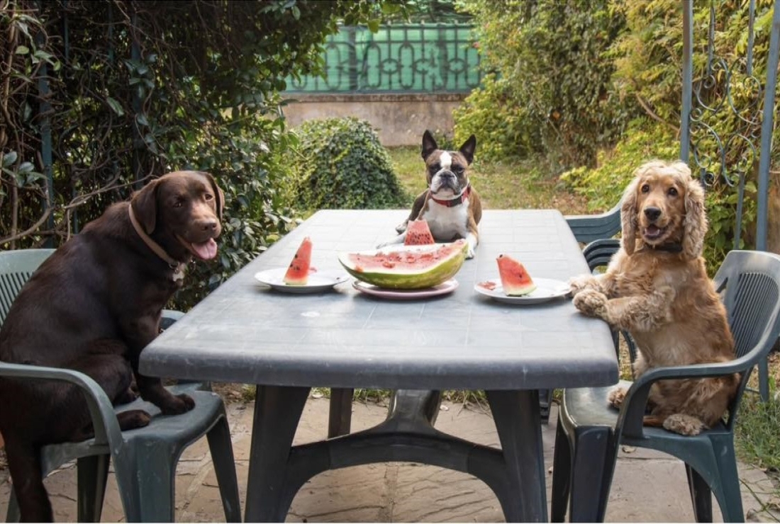 Tečaj poslušnosti i dresure svih pasmina pasa - Novi Radio, Đakovo