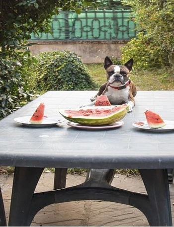 Tečaj poslušnosti i dresure svih pasmina pasa - Vijesti - Novi Radio, Đakovo