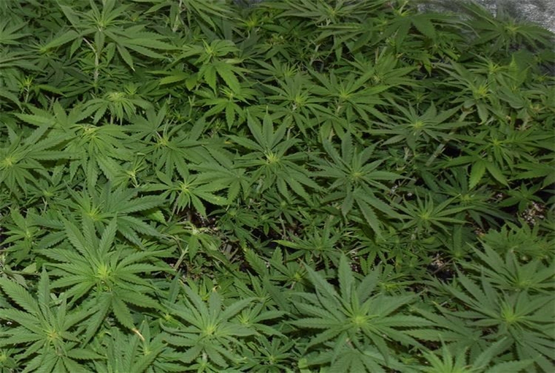 Đakovo: U pretrazi pronađen kokain i marihuana - Novi Radio, Đakovo