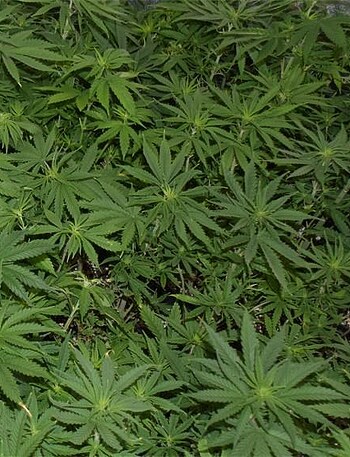 Đakovo: U pretrazi pronađen kokain i marihuana - Vijesti - Novi Radio, Đakovo