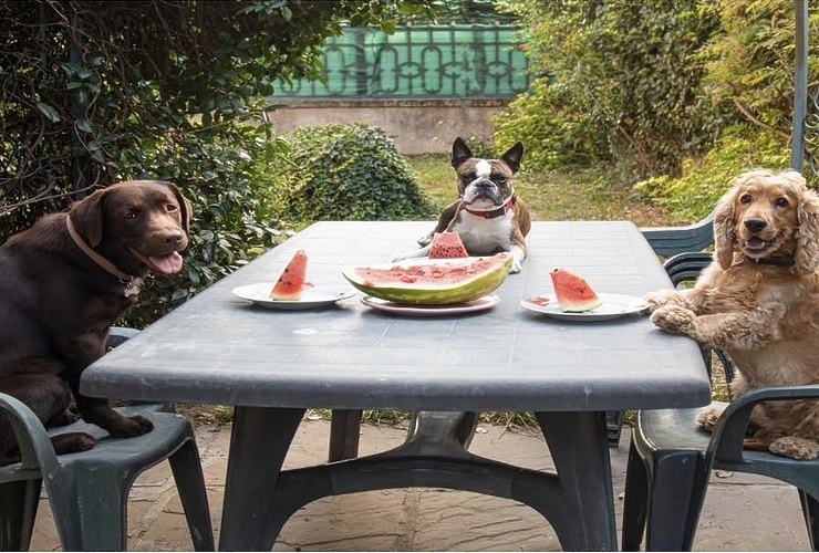 Tečaj poslušnosti i dresure svih pasmina pasa - Vijesti - Novi Radio, Đakovo