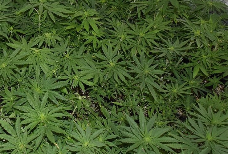 Đakovo: U pretrazi pronađen kokain i marihuana - Vijesti - Novi Radio, Đakovo