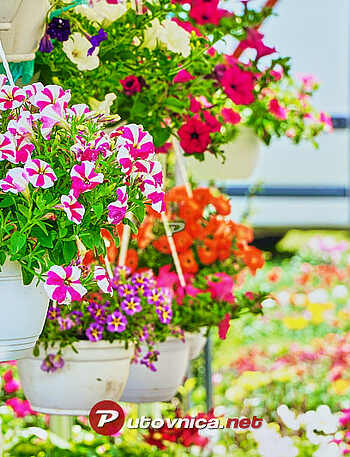 I ove godine organiziran odlazak na sajam cvijeća Floraart - Vijesti - Novi Radio, Đakovo