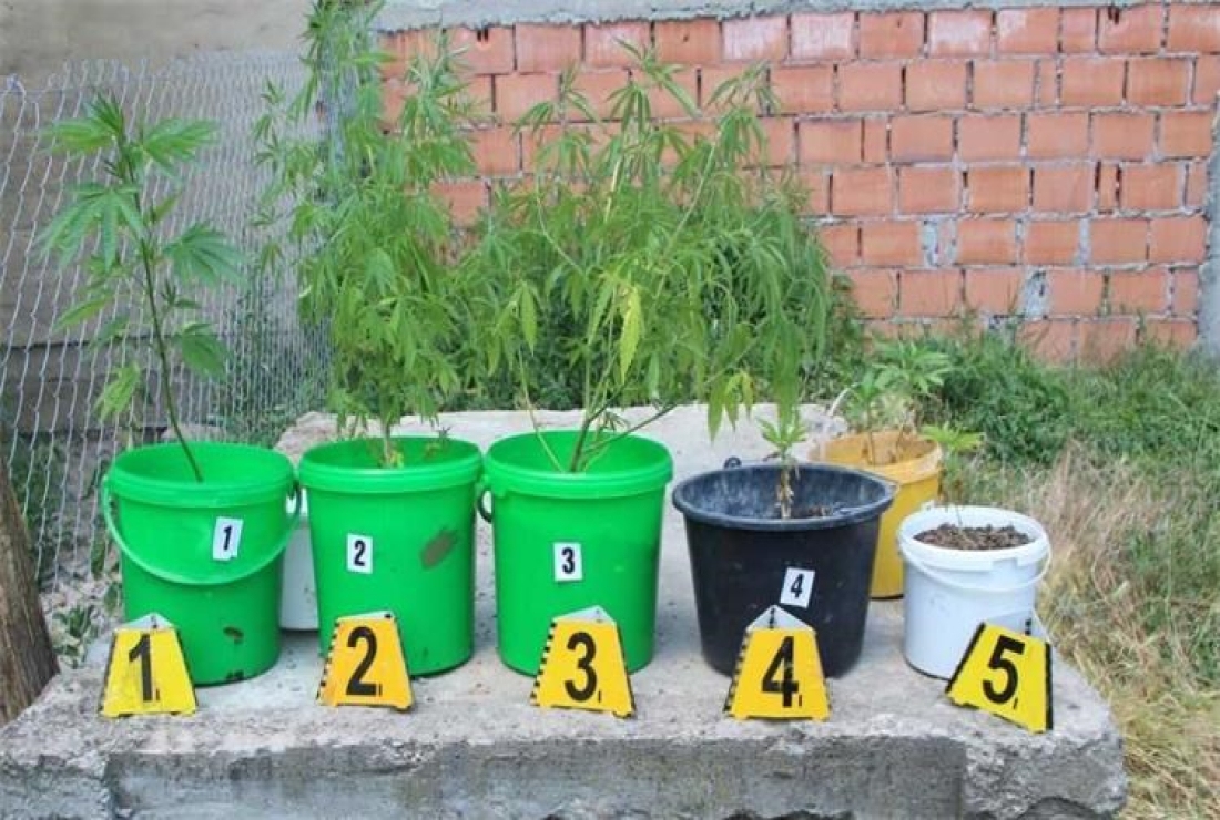 U pretragama pronađena marihuana i digitalne vage - Novi Radio, Đakovo