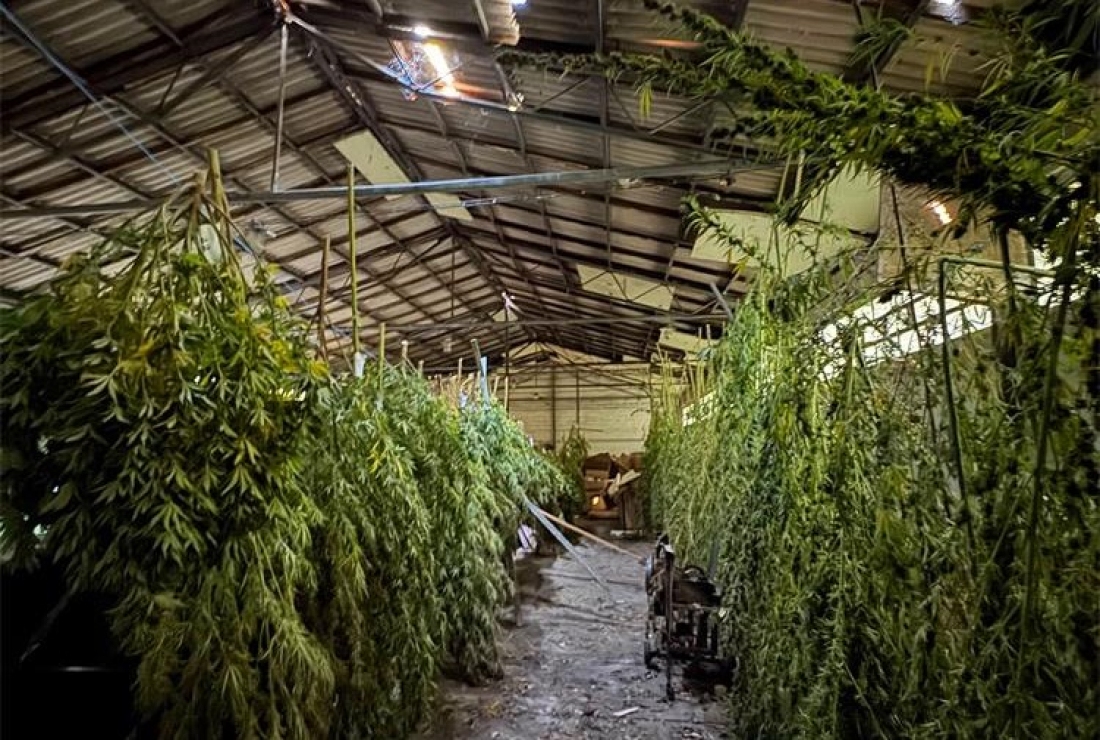 U pretrazi pronađena industrijska konoplja i marihuana - Novi Radio, Đakovo