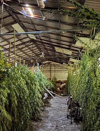 U pretrazi pronađena industrijska konoplja i marihuana - Vijesti - Novi Radio, Đakovo